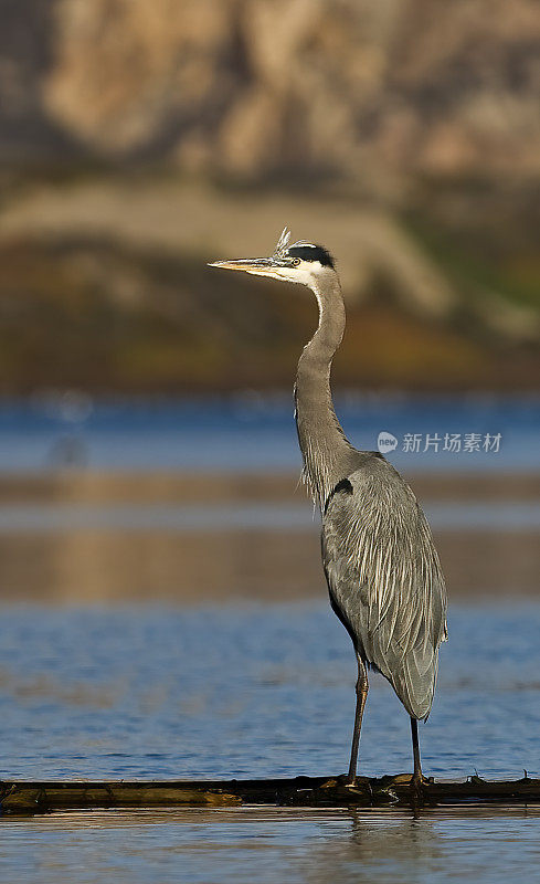 大蓝鹭，Ardea herodias, Morro Bay, Morro Bay State Park, pelanformes;鹭科;